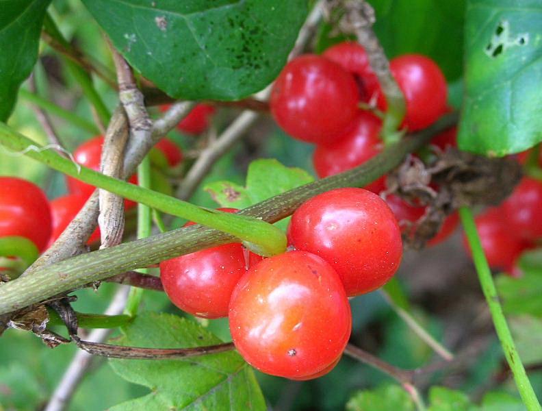 Dioscorea (=Tamus) communis / tamaro